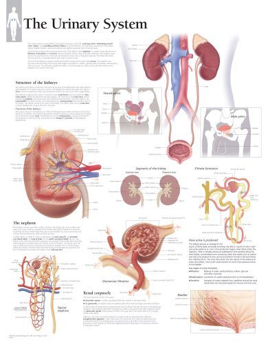 The Urinary System Chart: Wall Chart