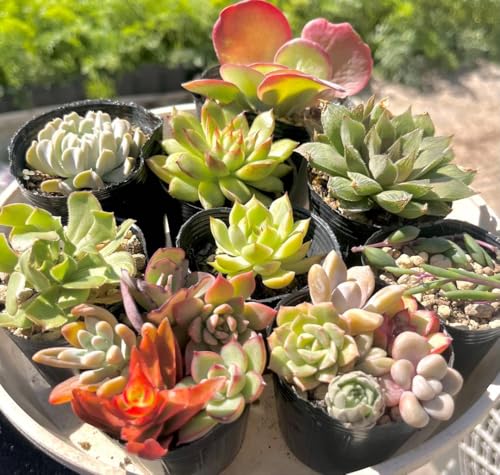 多肉植物 寄せ植え セット」の人気商品一覧 | 安い商品を通販サイト