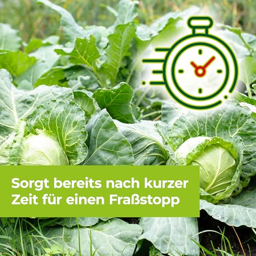 Lizetan Universal-Raupenfrei, Spritzmittel gegen schädliche Raupen und Zünsler an Zierpflanzen, Gemüse und Obst, 9 ml Konzentrat 4