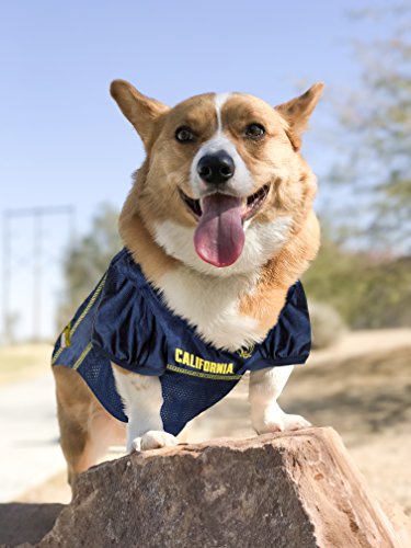 NCAA-College-California-Golden-Bears-Mesh-Jersey-for-DOGS-CATS-Medium-Licensed-Big-Dog-Jersey-with-your-Favorite-FootballBasketball-College-Team