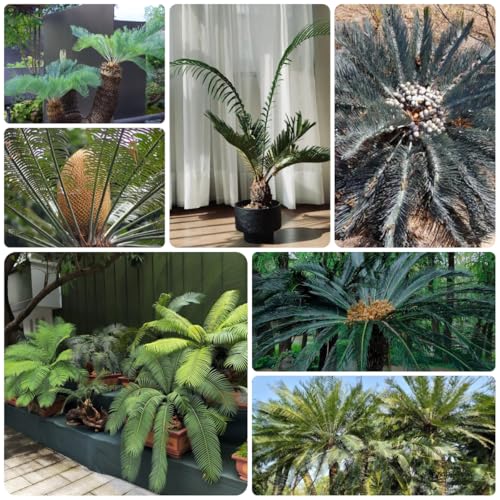 semillas de cícadas, plantas perennes resistentes cycas revoluta, mini jardín, bonsái real Semillas de árboles, semillas de bonsái de interior plantas resistentes para el jardín 8pcs