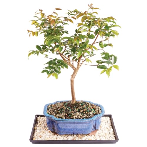 Brussel's Live Jaboticaba Indoor Bonsai Tree - 6 Years Old; 10' to 14' Tall with Decorative Container, Humidity Tray & Deco Rock