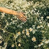 Georgia Tom Production