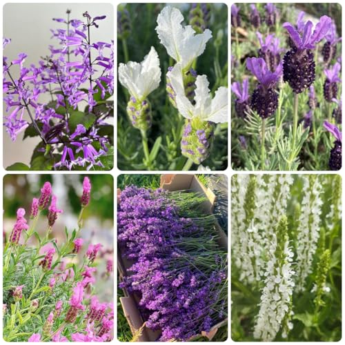 Semillas de lavanda de lavanda resistentes y perennes. para balcón, arbustos resistentes, Cobertura del suelo, perennes 15pcs