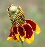 Mexican Hat Nice Garden Flower by Seed Kingdom Seeds (20,000 Seeds)