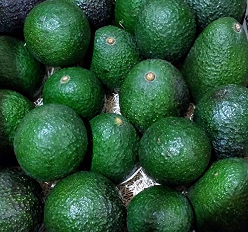 20 Pack Fresh California Hass Avocados (20 Pack)