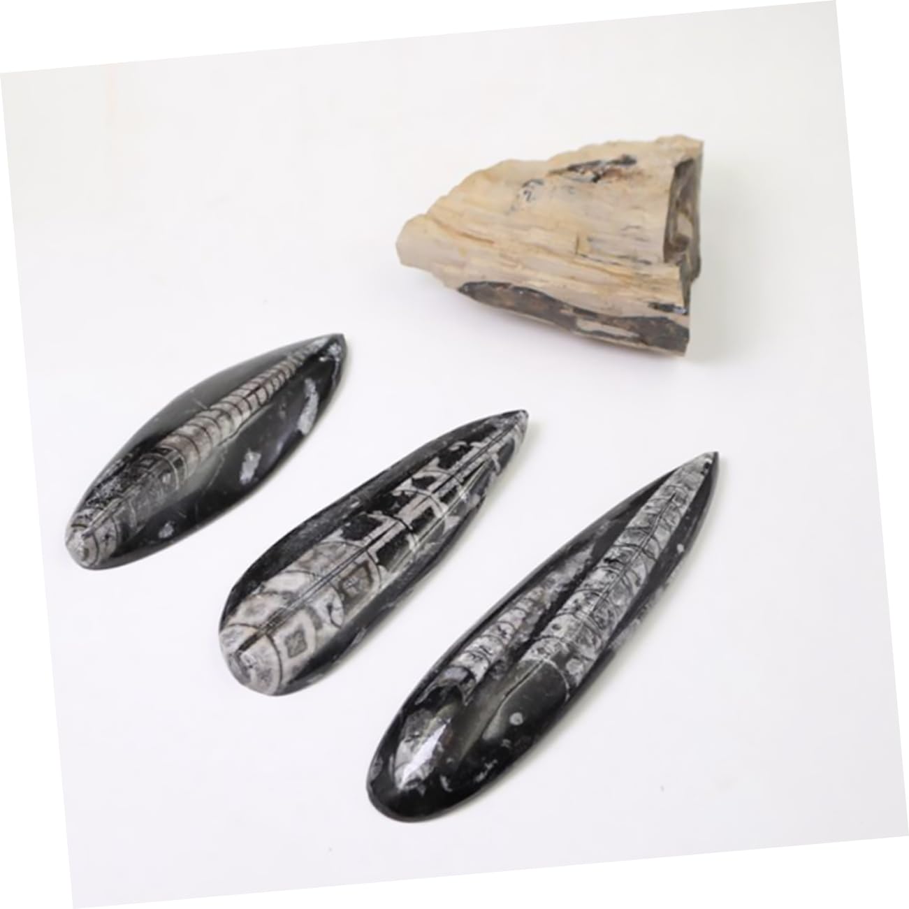 Toddmomy Modelo de Fósil Paleontológico Mineral Negro para Enseñanza y Colección, Enriquecimiento Educativo y Desarrollo Creativo para Niños en Su Día