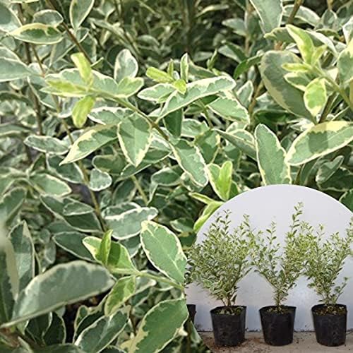 Amazon 苗 苗木 10本セット シルバープリペット 樹高0 4m前後 10 5cmポット ポット入り 生垣用 苗木 植木 苗 庭木 生け垣 10本 10 植木 Amazon 苗 苗木 10本セット シルバープリペット 樹高0 4m前後 10 5cmポット ポット入り 生垣用 苗木 植木 苗 庭木 生け垣 10本 10 植木