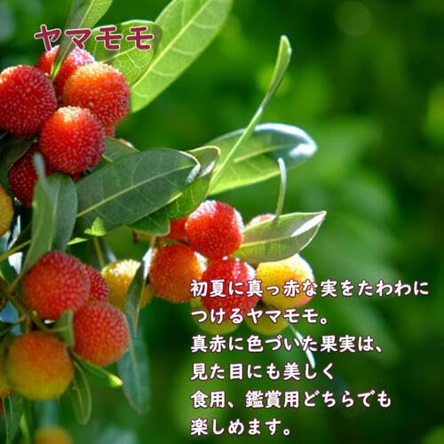Amazon.co.jp: 山桃大きい果樹苗 ヤマモモ大苗 接ぎ木5年生やまもも