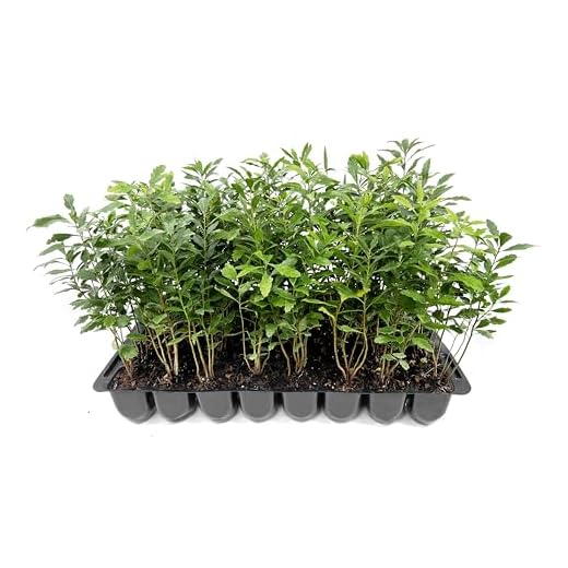Wax Myrtle Fast Growing Privacy Hedge Plants