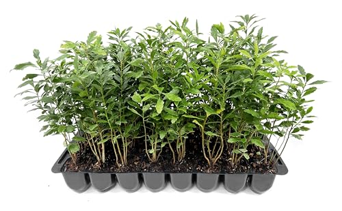 Wax Myrtle | 3 Live Plants | Myrica Cerifera | Fast Growing Shrub, Privacy Screen, Evergreen Foliage, Ornamental, Drought Tolerant, Low Maintenance, Garden Landscape