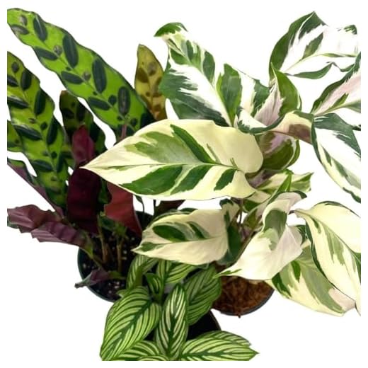Versatile Calathea Prayer Plants Set
