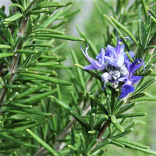 Gromax India Fresh Rosemary Herb plant Seeds (Hybrid) Rosemary Seed Best For Your Home Gardening & Planting (B0D5BDTVCF) Amazon Price History, Amazon Price Tracker