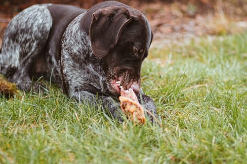 DIBO Schweineohren, 10 Stück im Beutel, der kleine Naturkau-Snack oder Leckerli für Zwischendurch, Hundefutter, Qualitätskauartikel ohne Chemie