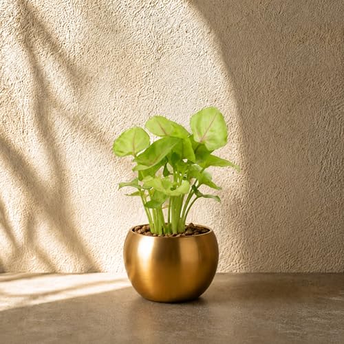FNP Live Syngonium Plant in Gold Hammered Pot | Aesthetic Foliage...