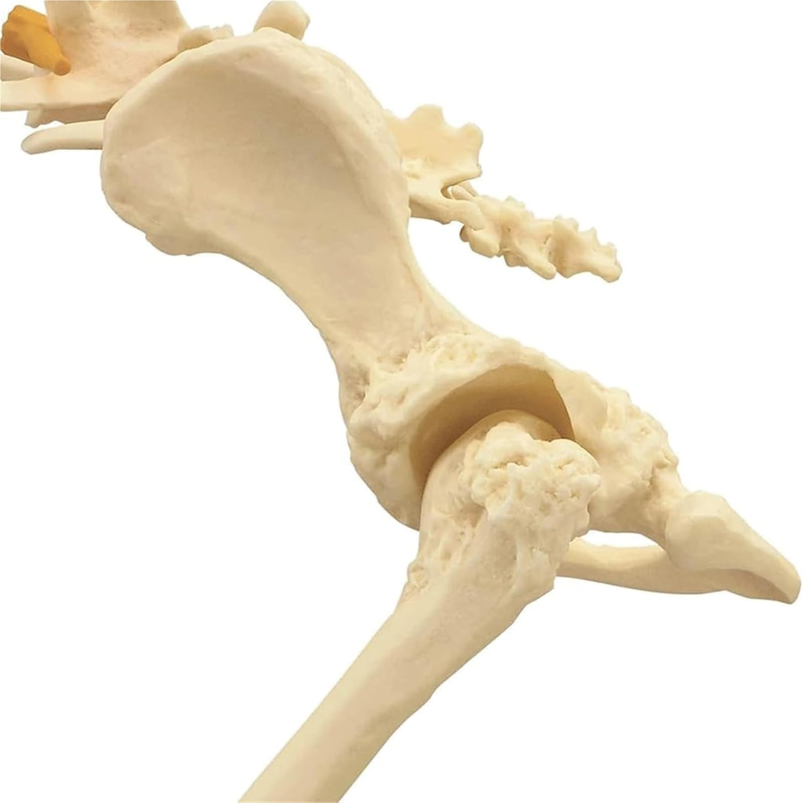 COYEUX Model szkieletu bioder i kości udowej, anatomiczny wzór stawu biodrowego psa, weterynaryjny model anatomiczny do nauczania w klasie, kolekcja laboratoryjna