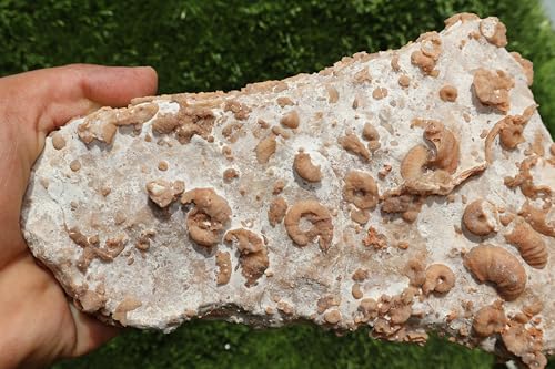 Image of Ammonites & Gastropods Plate Cretaceous Fossils Fossils from Morocco Fossil Rock ammonites Fossil from Morocco A209