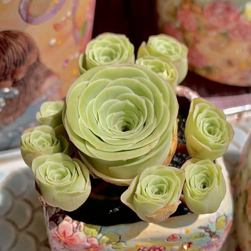 Mountain Rose Succulent Kit, Optional Plastic Pot, Compressed Soil, Planting Guide, Beauty for Home...