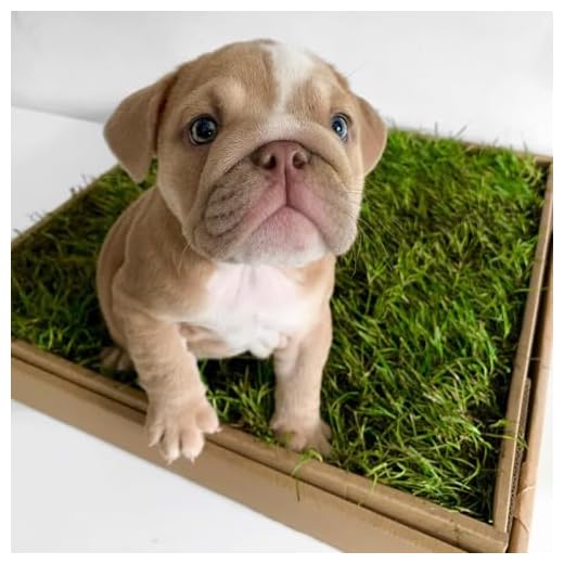 Real Grass Dog Toilet Solution