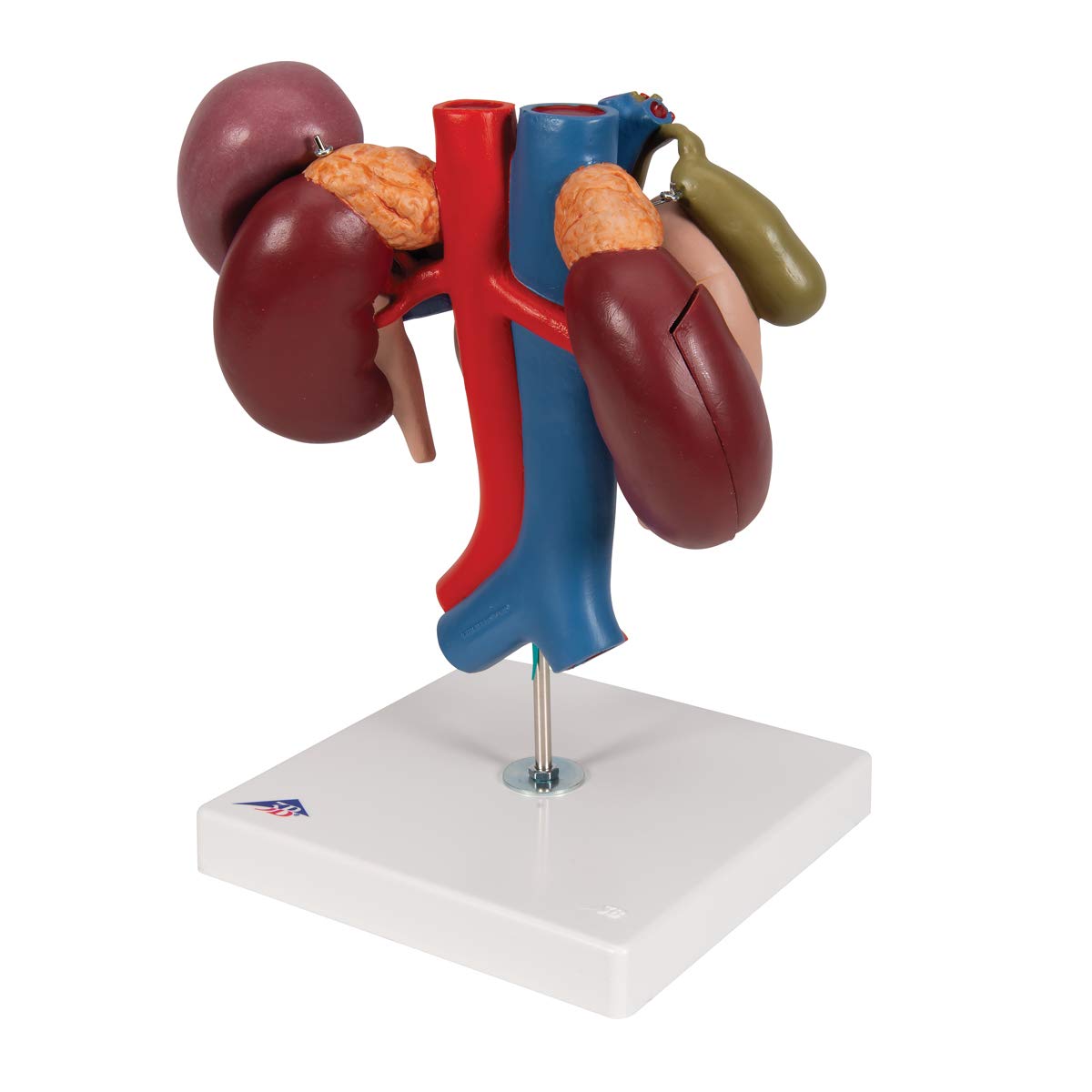 3B Scientific K22/3 Modelo de anatomía humana Riñones Con Órganos Posteriores del Abdomen Superior, de 3 Piezas + App de anatomía gratuita - 3B Smart Anatomy