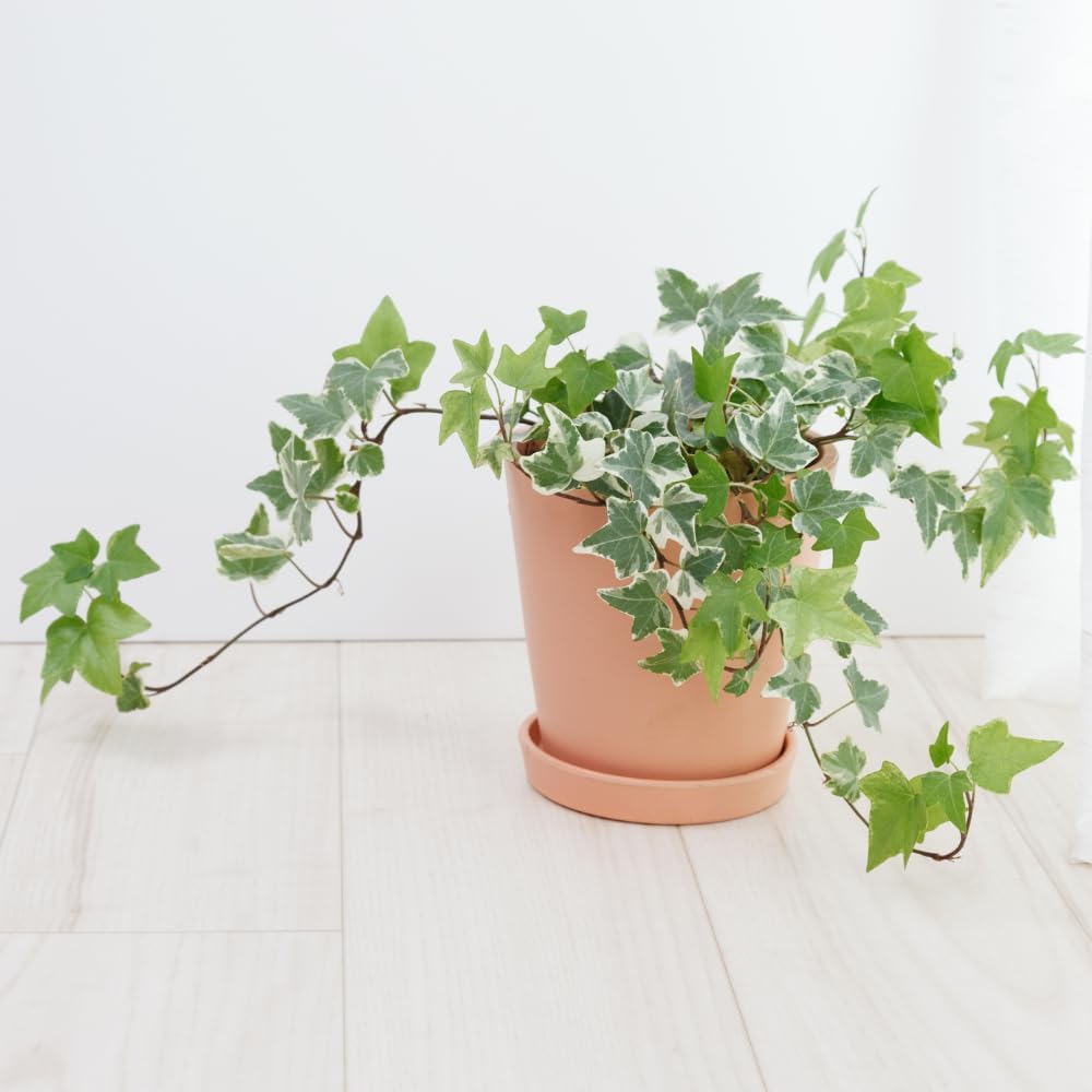 Variegated Ivy Live Plant in 6 Inch Pot, English Ivy Live Outdoor Indoor, Hardy Vine Plant Groundcover Houseplant