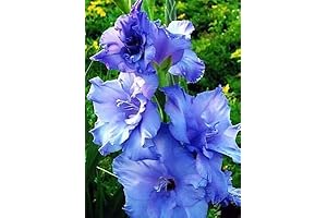 5 Pack of Gladiolus Flower Bulbs BloomBlue Summer Garden