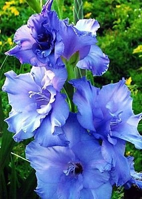 10 Gladiolus Blue Color Flower Bulb Perennials Summer Plant