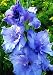 10 Gladiolus Blue Color Flower Bulb Perennials Summer Plant
