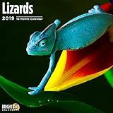 Lizards 2019 16 Month Wall Calendar 12 x 12 Inches