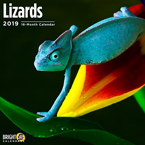 2020 Lizards Calendar 12 x 12 Wall Calendar by Bright Day Calendars (Reptiles and Bugs Wall Calendar) (Lizards 2019)