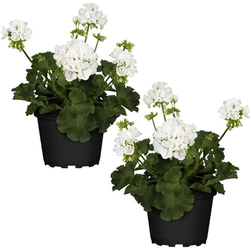 DECOALIVE Geranio Zonal Blanco - Pack 2 Plantas - Geranios Naturales de Colores Vistosos - Plantas de Temporada