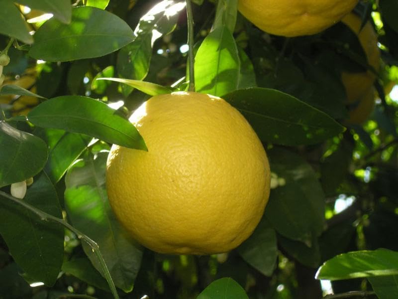 Gelber Grapefruitbaum Citrus paradisi 140-180 cm – Exotische Zitruspflanze für Garten & Terrasse