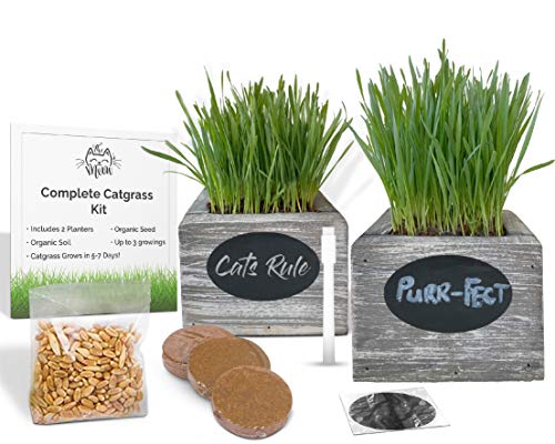 Organic Cat Grass Seeds Kit - Organic Seed & Soil for 3 Growing's. 2 x Rustic Wood Organic Wheatgrass Seeds Planters - Hairball Remedy for Cats & Wheatgrass Growing Kit (2 Planters, Sea Foam)