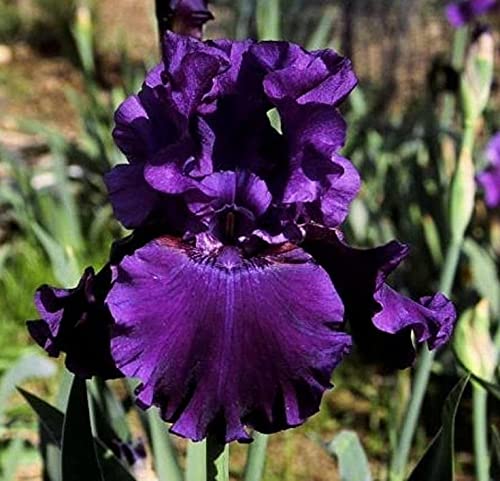 Radha Krishna Agriculture™ Imported Excellent Quality Iris Flower Bulbs for Home Outdoor Gardening Plants Flowering Bulbs (Pack Of 2)-image-14
