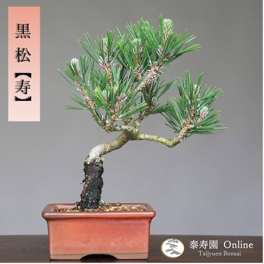 Amazon.co.jp: 黒松『寿』小品盆栽【泰寿園 Online】 : DIY・工具 Amazon.co.jp: 黒松『寿』小品盆栽【泰寿園 Online】 : DIY・工具