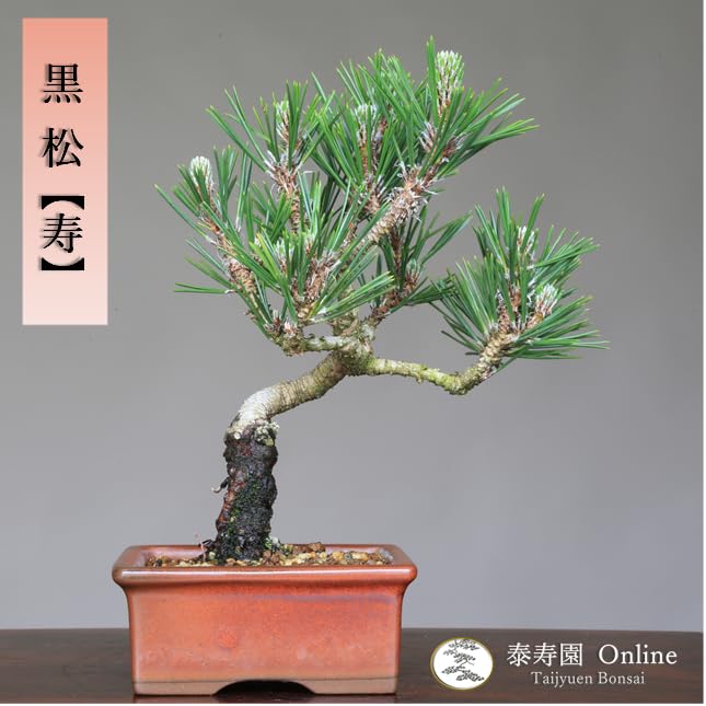 小品盆栽黒松寿 園芸ネット本店｜クロマツ（黒松）：小品盆栽 25-01 の通販【公式】