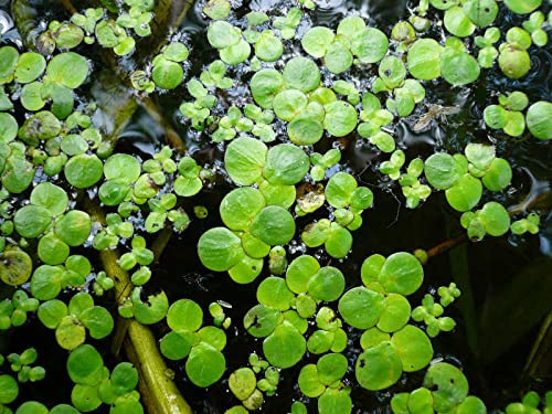Greenwise Giant Duckweed, (Spirodela polyrhiza) 20 + Live Floating Plants for Pond/Aquarium | Natural Biological Filter | Oxygenating Plant for your Aquarium and Pond | Duckweed for Fish (B09QDWRBQD) Amazon Price History, Amazon Price Tracker