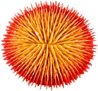 Siger Aquarium Ornaments Resin Coral Reef Aquarium Supplies for Theme Decorations Fish Tank Aquatic Plants Accessories