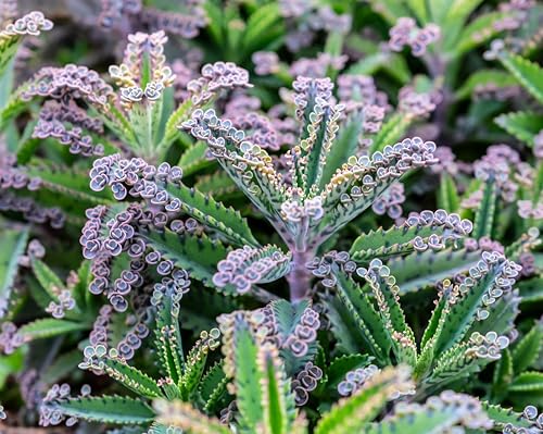 2 Mother of Millions Starter Plants Live Succulent Plants in 2 Inch Starter Pots Rare Colorful Kalanchoe Easy-Care Houseplant (2 Plants)
