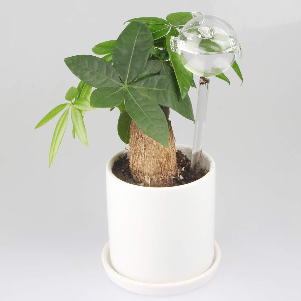 Tomorotec - 4 Globes Arrosage Auto Verre Irisé (2 Grands + 2 Petits) - Irrigation Plantes Intérieur/Extérieur - Soufflé Main