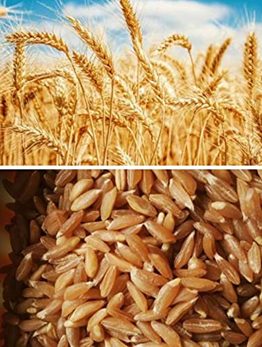 SAARA HERBAL FRESH Samba Godhumai(Whole Wheat) 8.950kg