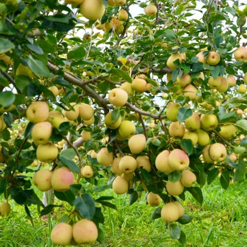 Mixrug Pear Seeds for Planting Outdoor, 35+pcs Perennial Pear Fruits Tree Seeds Non-GMO Heirloom Sweet Edible Fruit, Sweet Juicy Fruits Plants in Your Home Garden