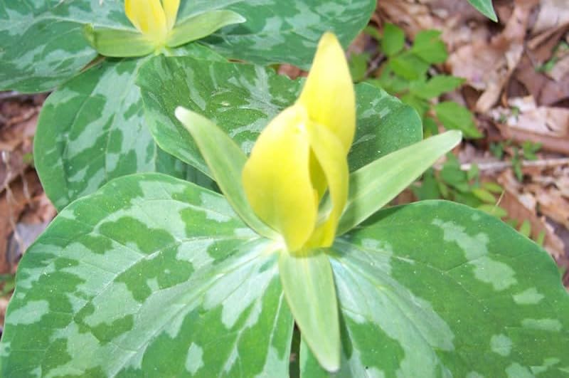 Yellow Trillium- Trillium luteum Perennial Bare Root Live Garden Plant