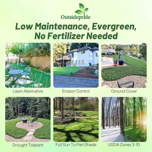 Mini Clover Lawn Seed Blends For Soil Improvement