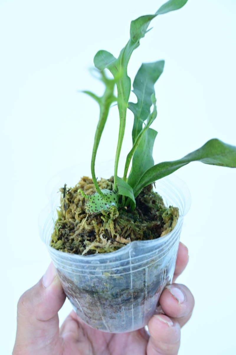 Amazon.co.jp: Lecanopteris mirabilis③ @bikamori.com レカノ