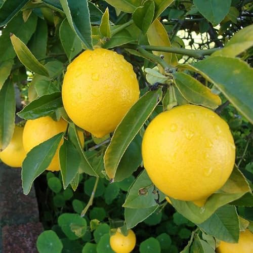 TAPOBON Nimbu Balaji Lemon Variety Fruit (Air Layering/Grafted) Live Plants & Tree(1-2 Feet Size)