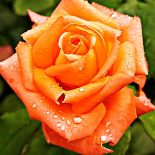 Rose Live Plant for Planting, Fragrant Rose Bush, 5-10” Tall,