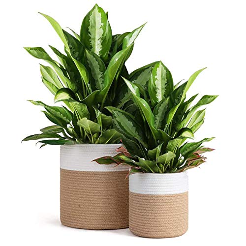 Cozywind 2pcs Panier de Rangement Ronde Tressé, Panier de Fleur Tressé Corde de Paille Naturelle Tissée à la Main Pot de Fleur Plante Décoration de la Maison,Rond 20cm et 30cm (Beige Blanc)