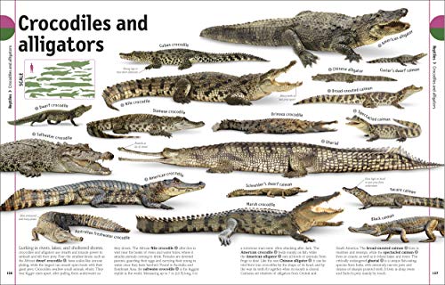 Our World in Pictures The Animal Book (DK Our World in Pictures) - Image 5