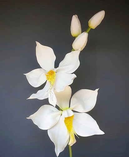 Miniatura 7 de MEARCOOH Hojas de espuma para manualidades, color blanco, 9 x 12 pulgadas, 0.079 in, papel de espuma de color EVA para manualidades, proyectos,